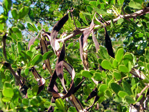 Acacia rigidula