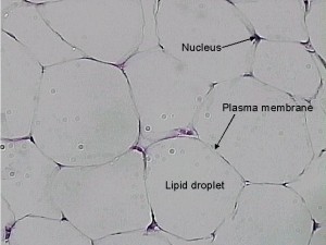 Adipose Cells