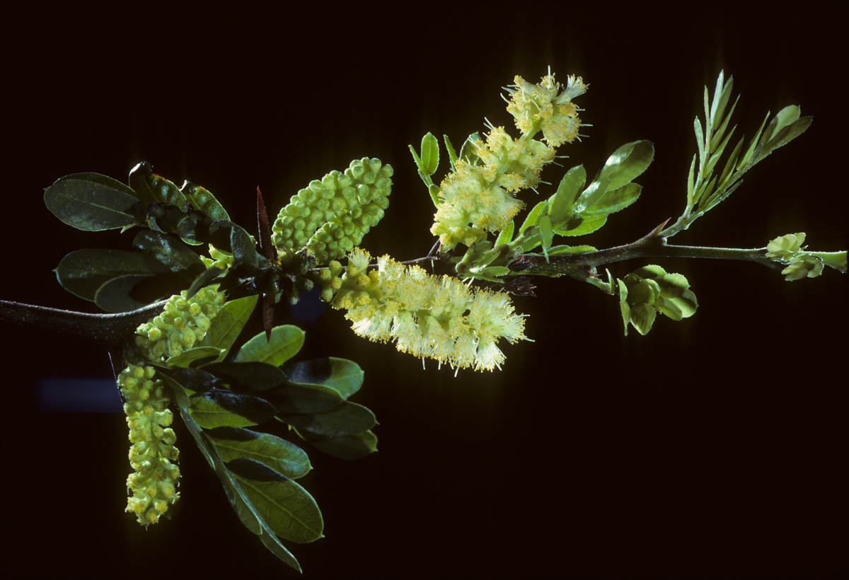 Using an elite mix of ingredients from <strong>all-natural</strong> plant extracts, iForce created a product that lasts FAR longer than anything you've ever tried.

<p/>One such plant is <strong>Acacia Rigidula</strong>, as shown here.

<p/>Click on the image on the left to read about this safe and natural power plant, as well as the other ingredients!